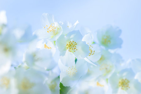 Spring natural background with bright blooming jasmine. Spring floral backgroundの写真素材