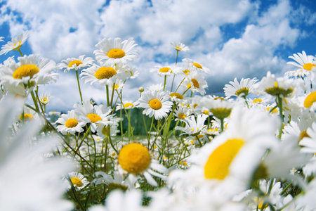 Beautiful daisies in the sun. Summer bright landscape with daisy wildflowers in the meadow.の写真素材