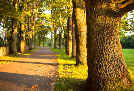 Road through the alley of old oaks at sunset. Old oak trees at sunsetの写真素材