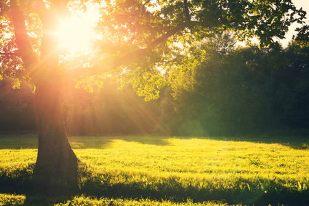 Summer evening landscape. Summer landscape with an old oak tree in the rays of the setting sunの写真素材