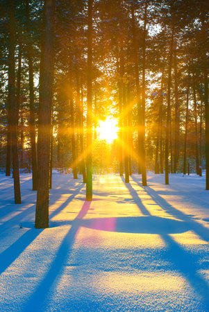 Winter landscape. Winter forest in the rays of the setting sunの写真素材