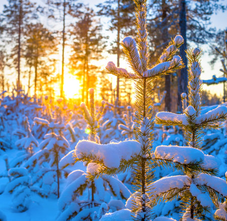 Winter landscape. Winter forest in the rays of the setting sunの写真素材