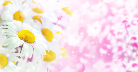 Bright summer background of beautiful flowering daisies. Background for greeting cardsの写真素材