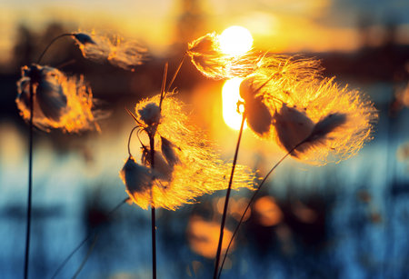 Summer evening landscape. Plant cotton grass over water in beams of the sunset sunの写真素材