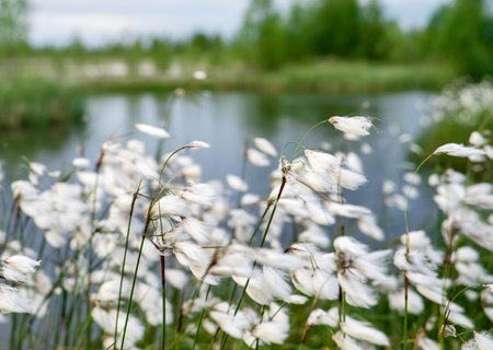 Summer bright landscape with blooming cotton grass. Arctic cottonの写真素材