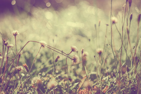 Dandelion flowers in drops of morning dew. Morning scene with dandelions in vintage styleの写真素材