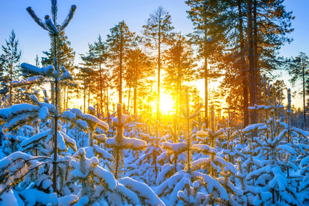 Winter landscape. Winter forest in the rays of the setting sunの写真素材