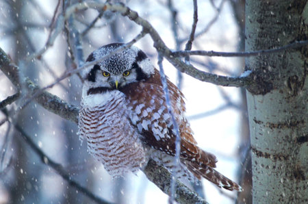 Hawk owl ontree branch. Hawk owl in winter forest close upの写真素材