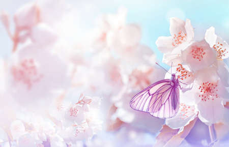 Spring landscape. Natural background with butterfly on the branch of blooming jasmine.の写真素材