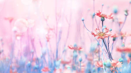 Summer background with bright blooming cornflowers in the field. Cornflowers on summer meadow.の写真素材