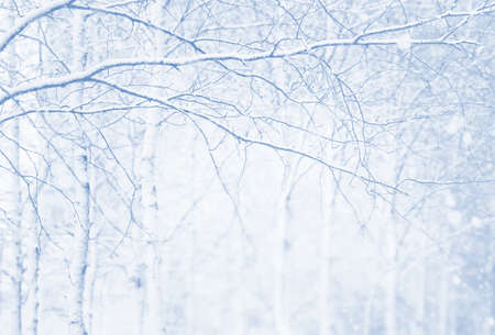 Winter background with snow-covered birch trees. Winter landscapeの写真素材