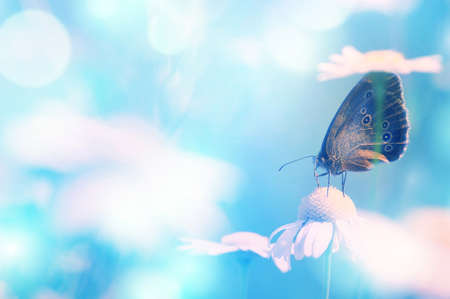 Summer bright background with butterfly on chamomile flower. Background with butterfly on flower for designの写真素材