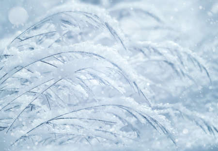 Winter background with frosty grass. Winter Dream. Grass covered with snow.の写真素材