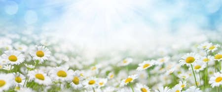 Beautiful daisies in the sun. Summer bright landscape with daisy wildflowers in the meadow. Summer background with wildflowers.の写真素材