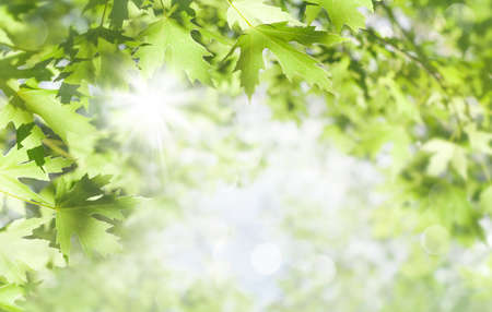 Spring background. Fresh bright leaves of maple tree in the sunlight.の写真素材