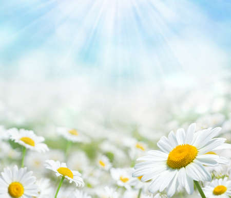 Beautiful chamomile flowers in the sun. Summer bright landscape with daisy wildflowers in the meadow. Summer background with wildflowers.の写真素材