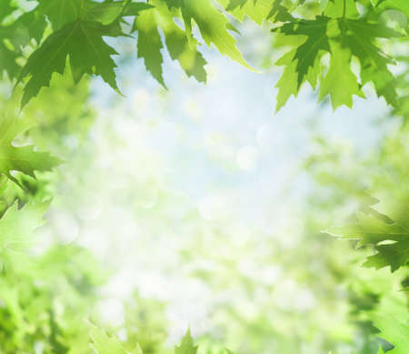 spring background. Fresh bright leaves of maple tree in the sunlight. Blurred green background in garden.の写真素材