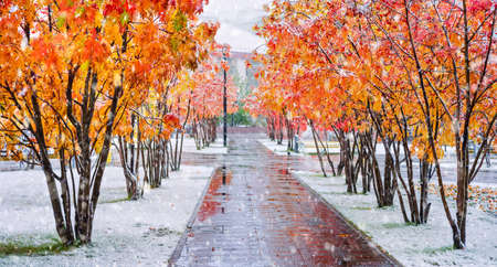 Autumn colorful landscape. Branches of rowan tree with red leaves in autumn park. Snowfall in late autumn. Snow covered mountain ash.の写真素材