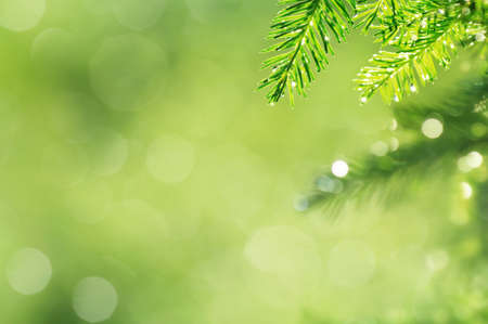 spring natural background. Young spruce branch in drops of rain.の写真素材
