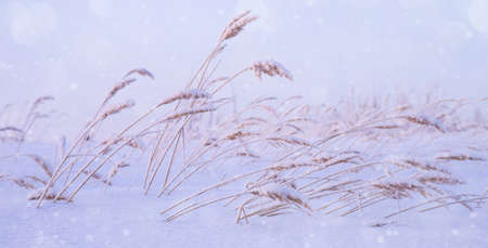 Landscape with snow-covered reed plant on a winter evening. Reed plant covered with hoarfrost.の写真素材