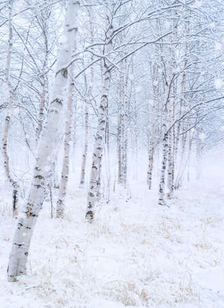 winter landscape. snow covered birch grove. Snowfall in beautiful birch forest.の写真素材