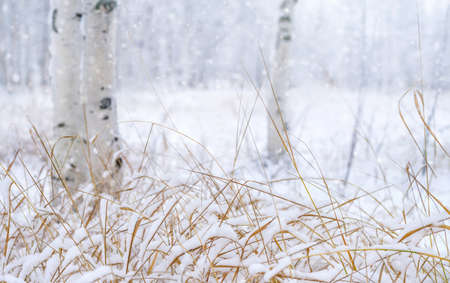 Winter landscape with snow-covered tall grass. winter background. snow covered winter parkの写真素材