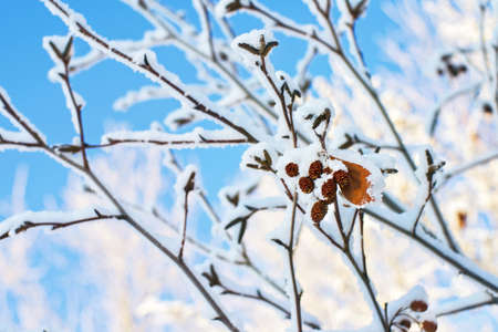 Snow-covered alder branch with cones on blurred background. Alder tree branches against the blue skyの写真素材