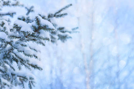 winter holiday background. Christmas tree branches covered with snow and hoarfrost. Background for design and cards.の写真素材