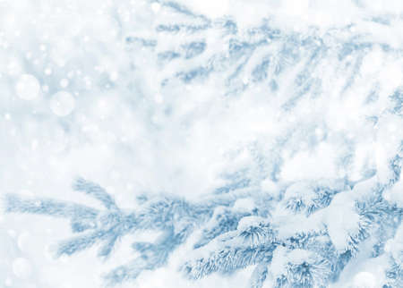 winter background. Christmas tree with snow-covered branch. Background for design and greeting cardsの写真素材