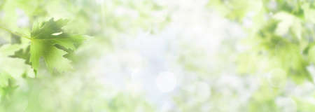 spring background. Fresh bright leaves of maple tree in the sunlight. Abstract blurred background in nature.の写真素材