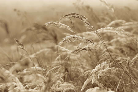 Dry grass in the meadow in sepia. autumn natural background. Landscape with dry grass on foggy morning.の写真素材