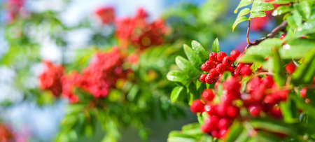summer background. Branches of bright rowan tree in raindrops. Clusters of mountain ash against the skyの写真素材