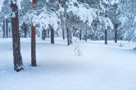 Landscape with snowdrifts and pine branches in the frost. Winter landscape with snowy forest.の写真素材