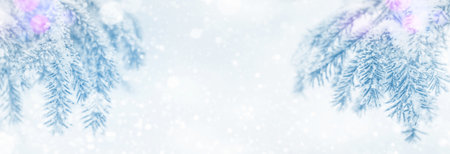 Winter bright background with pine branch in frost. Panorama with frozen branches of Christmas treeの写真素材