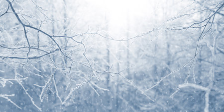 Winter background with snow-covered birch trees. Winter landscape. Tree branches in the forest in the sun.の写真素材