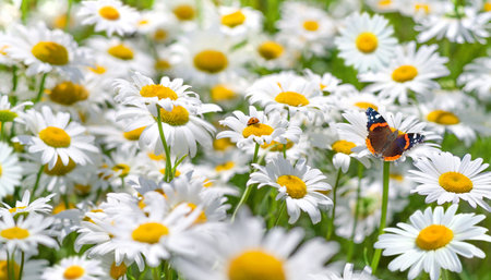Summer bright landscape with beautiful wild flowers camomiles. Landscape with butterflies on wildflowers daisies. Chamomile flowers in the meadow close-up.の写真素材