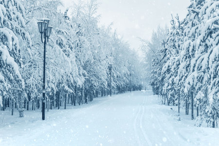Winter landscape. Snowy forest in winter park. Alley and ski track in winter park. Trees covered with snow. Frosty snow alley in the winter parkの写真素材