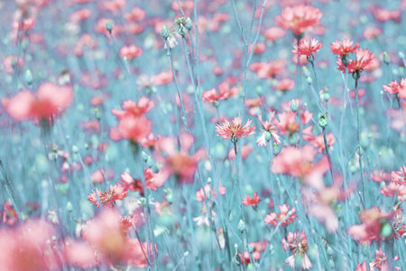 Summer background with bright blooming cornflowers in the field. Cornflowers on summer meadow.の写真素材