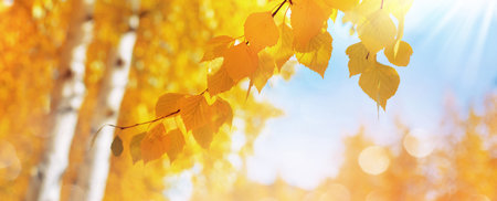 Autumn background with birch tree branches with yellow leaves. Branches of birch with yellow leaves in autumn park. Hanging yellow birch leaves in the sun.の写真素材