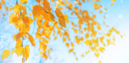 Autumn background with birch tree branches with yellow leaves. Branches of birch with yellow leaves in autumn park. Hanging yellow birch leaves in the sun.の写真素材
