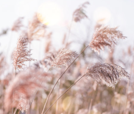 Reed thickets at sunset. Pampas plant outdoor in sun light. Reed plant in pastel colors.の写真素材