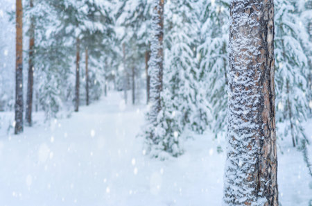 Winter background. Winter landscape with snowy forest. Snowfall in the winter forest. Landscape with pine branches in the frost. Snowy winter park.の写真素材