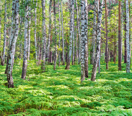 Fern thickets in birch forest. Summer landscape. Bright summer landscape with birch forest and fern.の写真素材