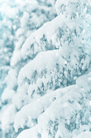Winter background. Christmas tree with snow-covered branch. Background for design and greeting cardsの写真素材