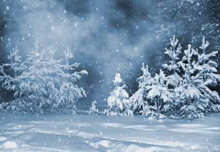 The coniferous forest is covered with snow and frost. Blizzard in a snowy forest. Winter night landscapeの写真素材