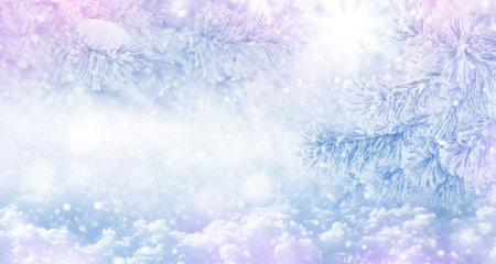 Winter bright background with pine branch in frost. Snow-covered pine branches. Winter background for cards and designの写真素材