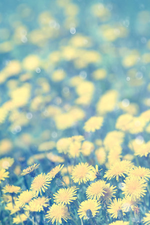 Natural spring background with blooming dandelions flowers. Many yellow dandelion flowers on meadow in nature. Flowers of dandelion are in the rays.の写真素材