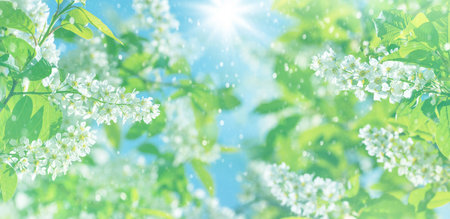Spring background. Natural bright background with blooming bird cherry tree. Bird cherry flower blossoms.の写真素材