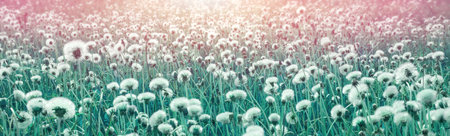 Beautiful wildflowers dandelions in the rays of the spring sun. Dandelion seeds, selective and soft focus. Beautiful nature in spring and summer. Meadow with white dandelions.の写真素材