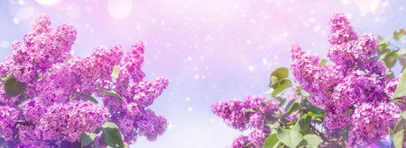 Blooming violet lilac flowers in a garden. Lilac flowers spring blossom. Blooming purple lilac against a blue sky. Background with blooming lilacs.の写真素材
